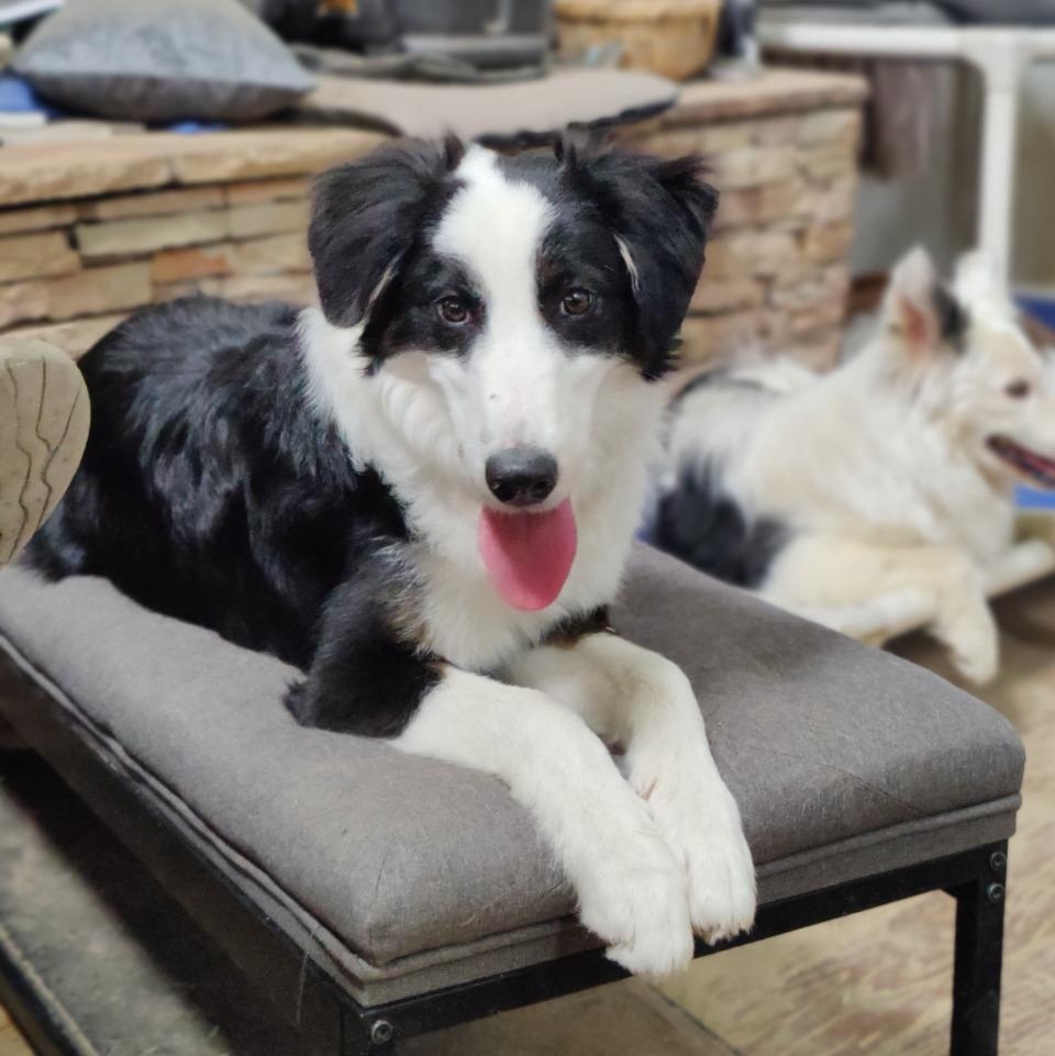Enlarge Argus, an adopted Border Collie in Houston, TX image 4/6