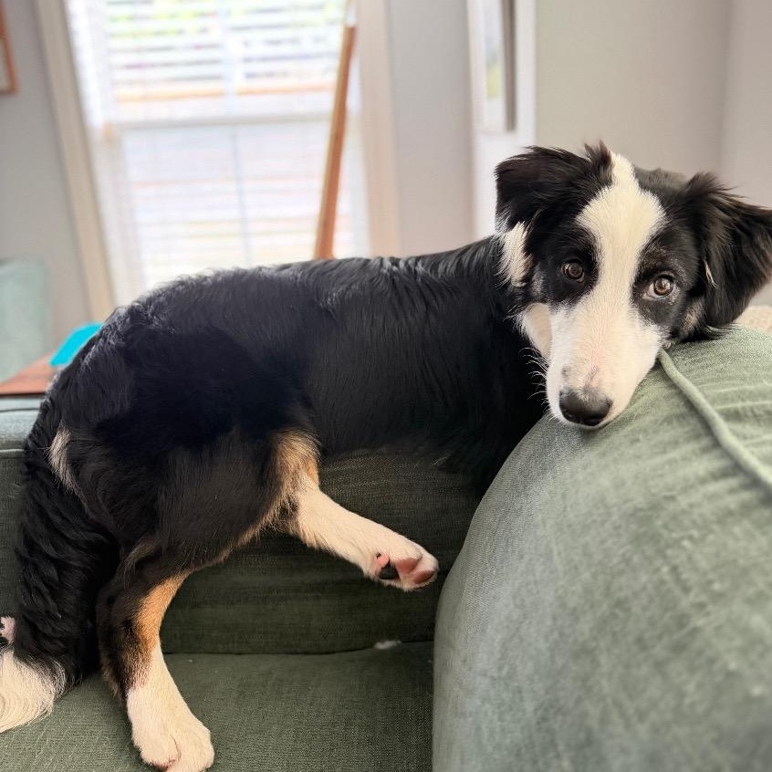 Enlarge Argus, an adopted Border Collie in Houston, TX image 2/6