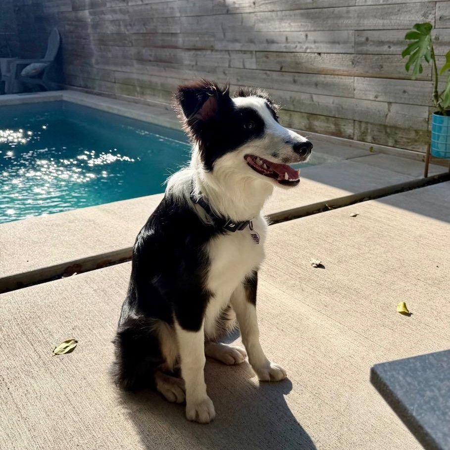 Enlarge Argus, an adopted Border Collie in Houston, TX image 6/6