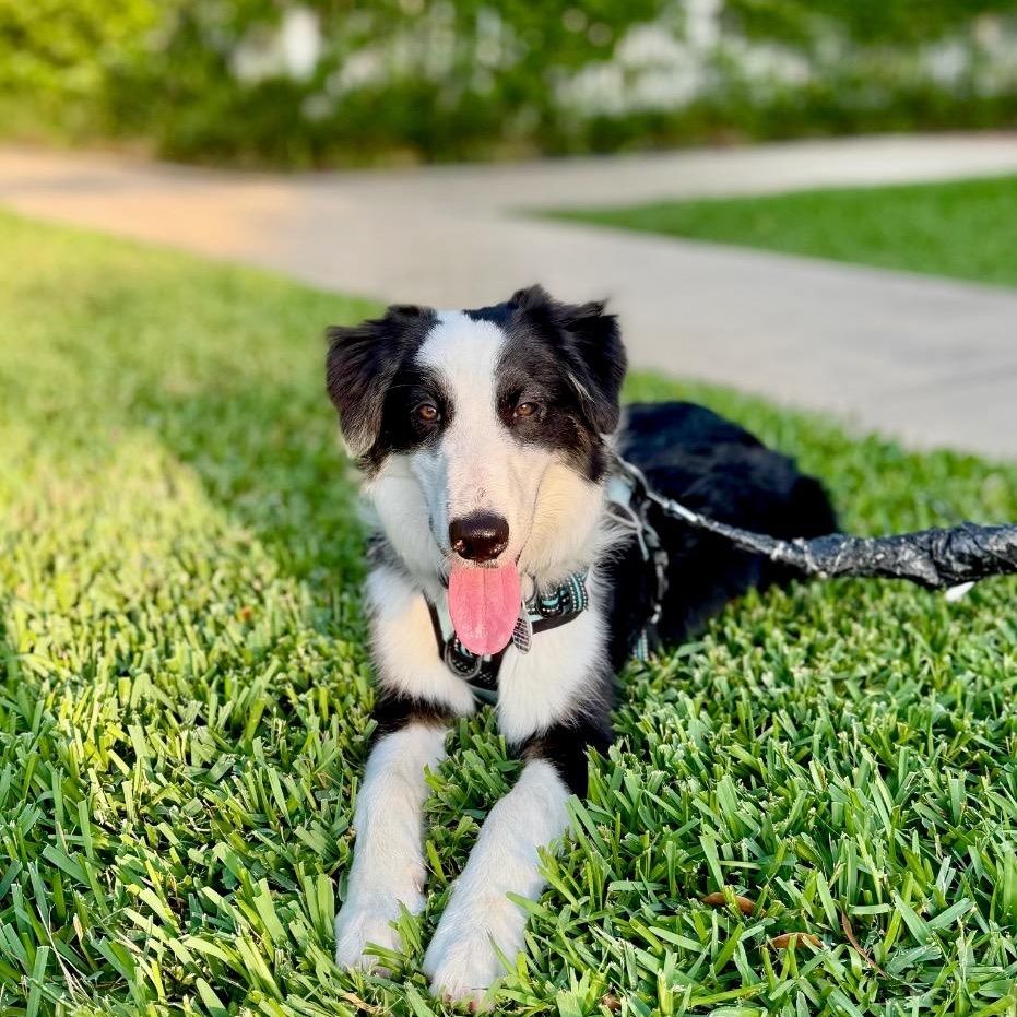 Argus, adopted, Young Male Border Collie.