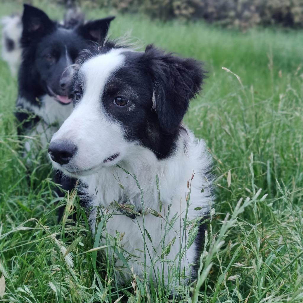 Enlarge Argus, an adopted Border Collie in Houston, TX image 3/6