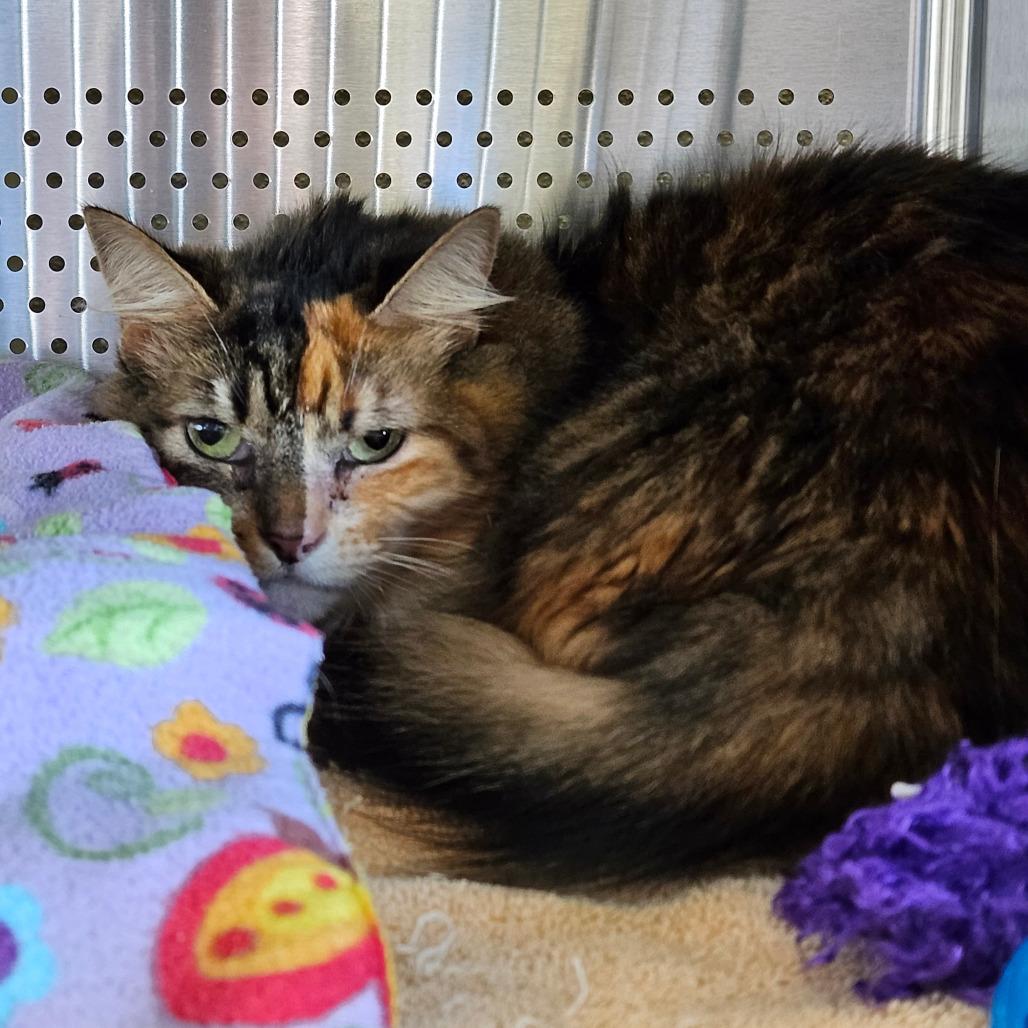 Enlarge Nelly, a Adoptable Domestic Long Hair in Sarasota, FL image 1/6