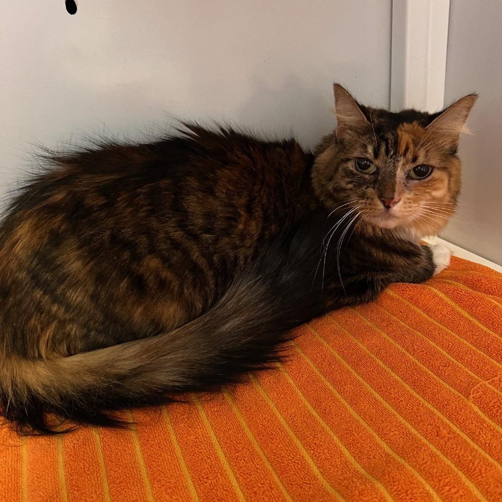 Enlarge Nelly, a Adoptable Domestic Long Hair in Sarasota, FL image 2/6