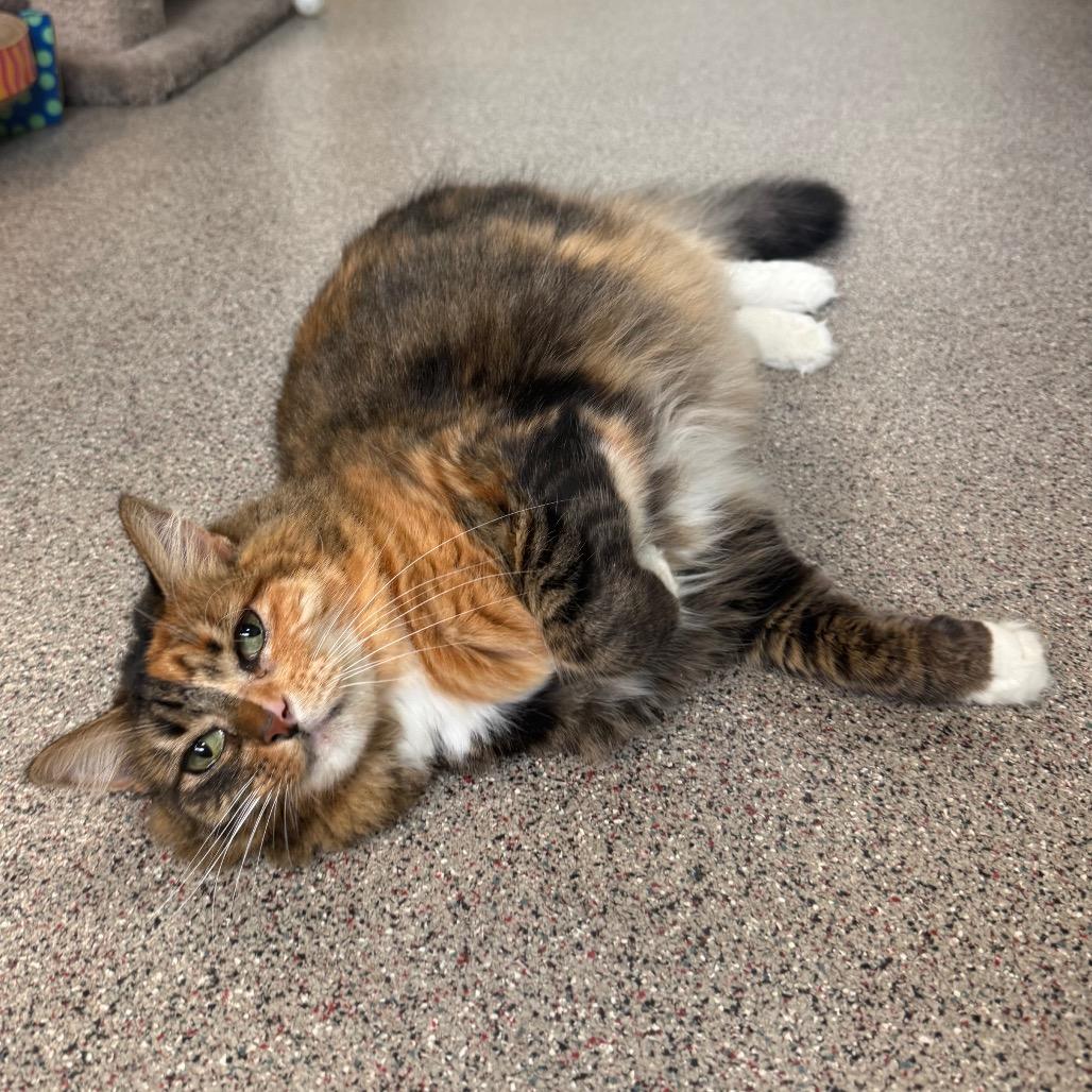 Enlarge Nelly, a Adoptable Domestic Long Hair in Sarasota, FL image 3/6