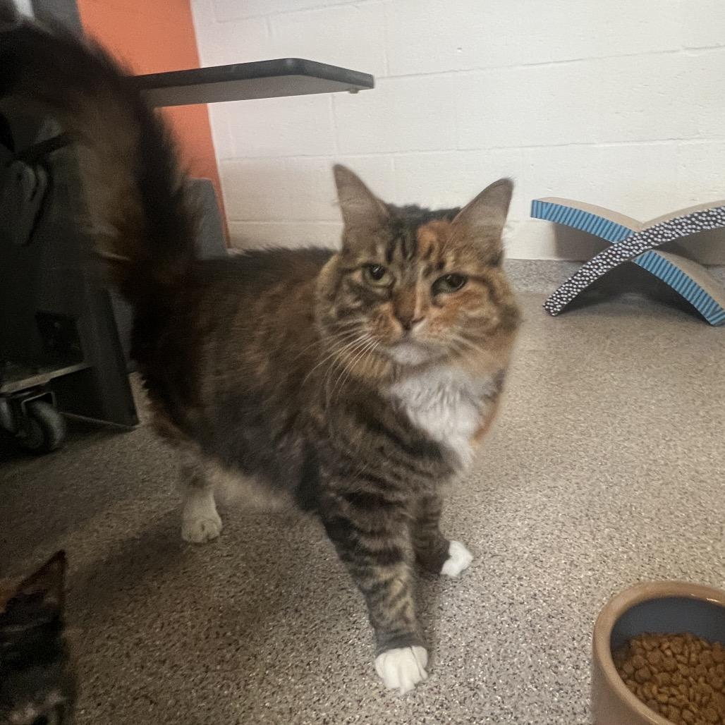 Enlarge Nelly, a Adoptable Domestic Long Hair in Sarasota, FL image 4/6