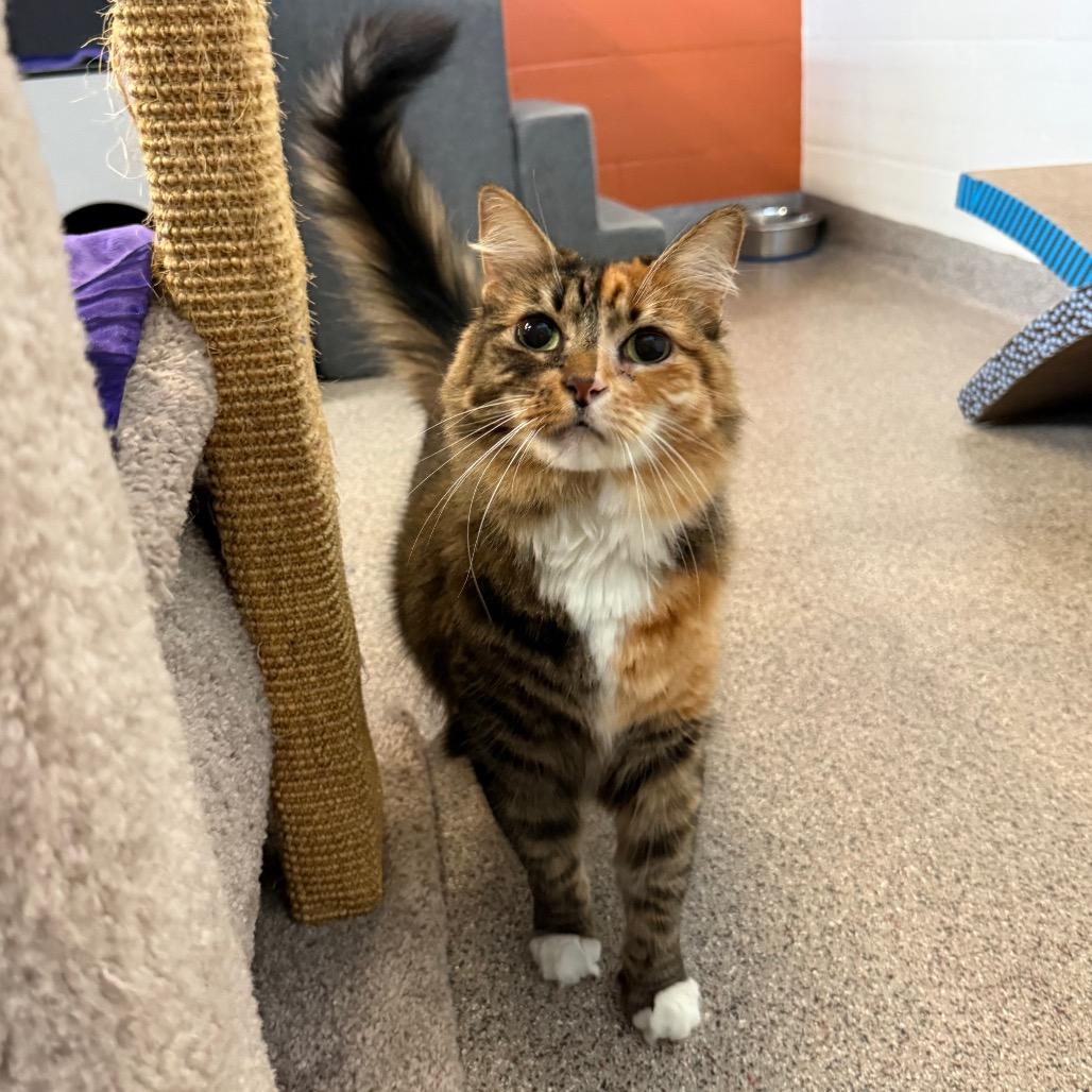 Enlarge Nelly, a Adoptable Domestic Long Hair in Sarasota, FL image 5/6