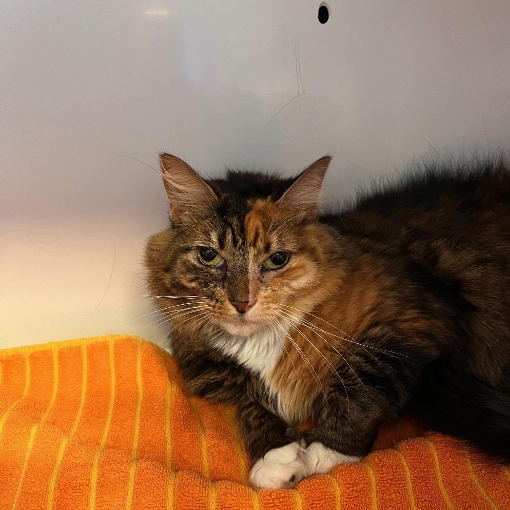 Enlarge Nelly, a Adoptable Domestic Long Hair in Sarasota, FL image 6/6