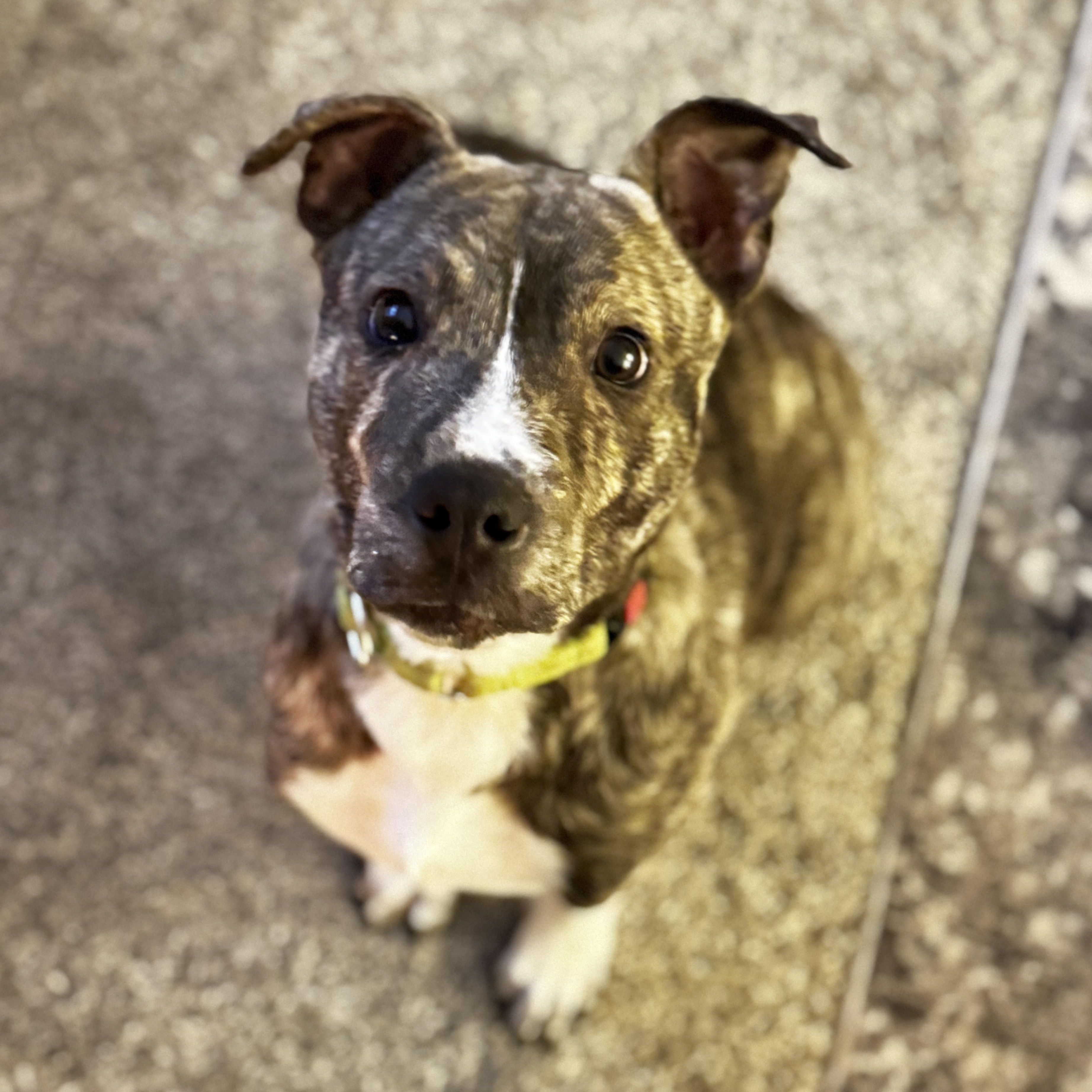Enlarge Mookie, an adopted Pit Bull Terrier in Ferndale, WA image 1/5
