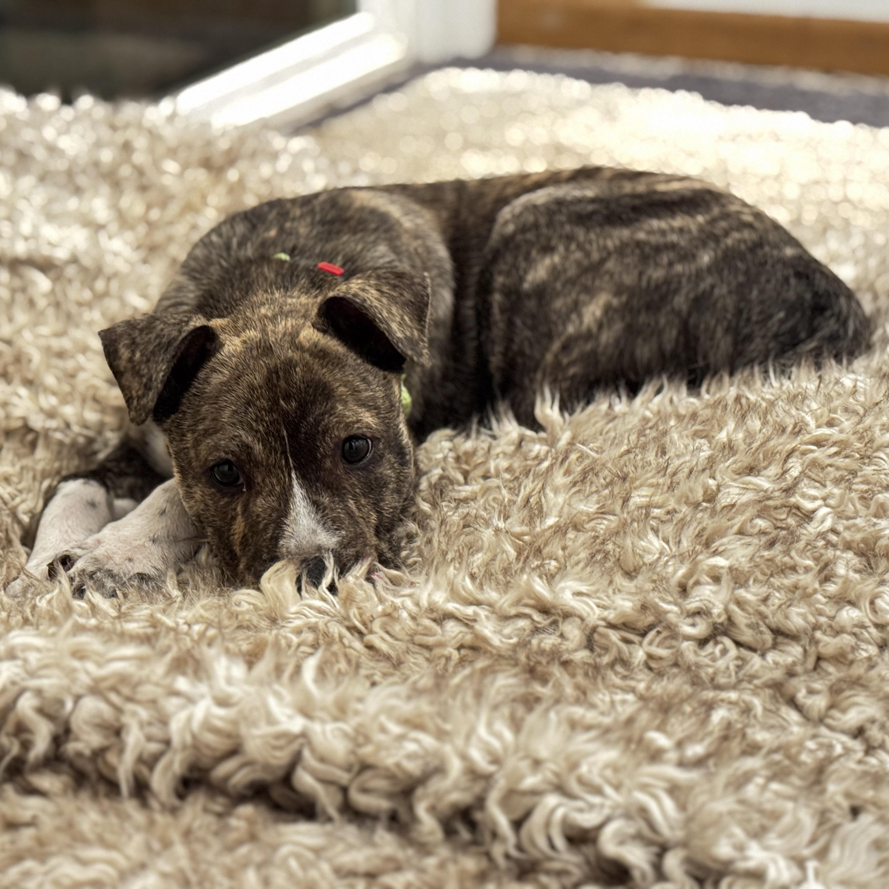 Enlarge Mookie, an adopted Pit Bull Terrier in Ferndale, WA image 3/5