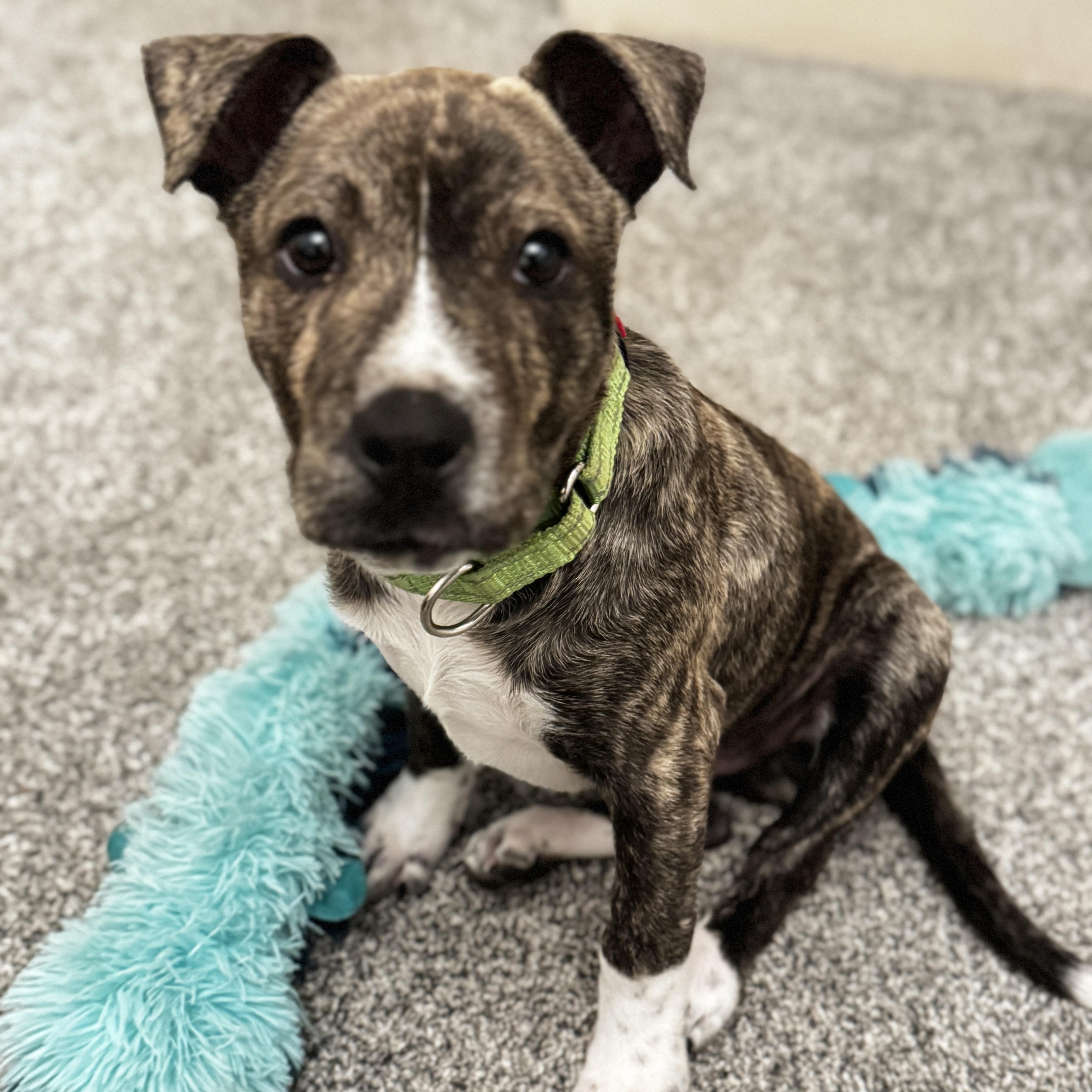 Mookie, Adoptable, Puppy Male Pit Bull Terrier.