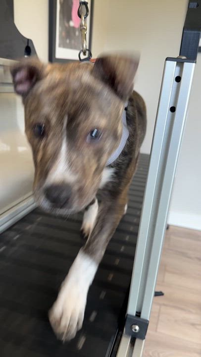 Enlarge Mookie, an adopted Pit Bull Terrier in Ferndale, WA video 5/5