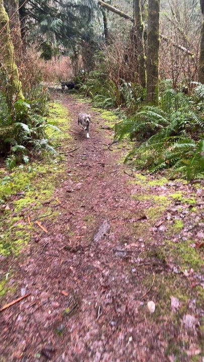 Enlarge Mookie, an adopted Pit Bull Terrier in Ferndale, WA video 4/5