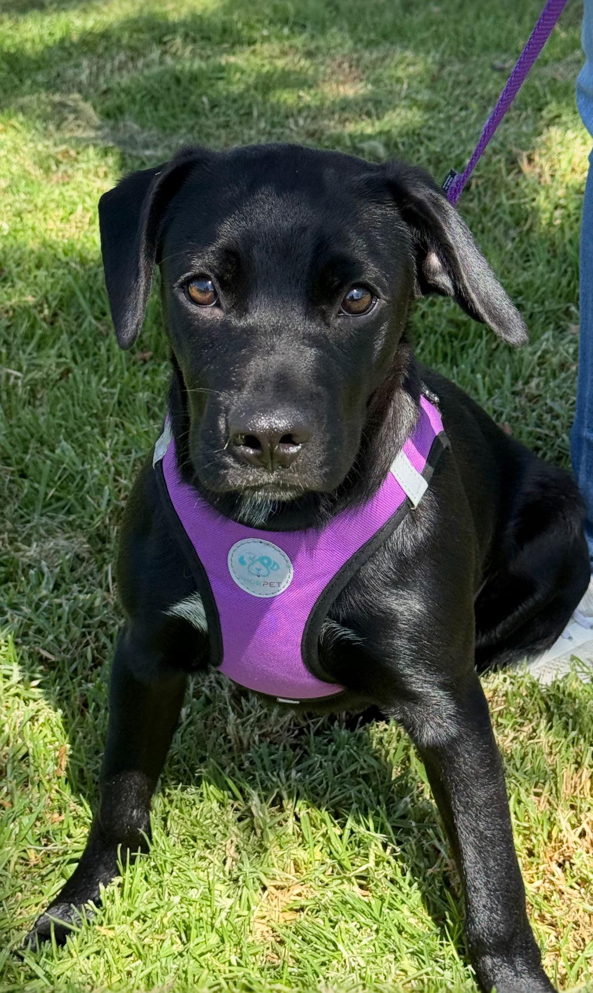 Bagel, Adoptable, Puppy Male Labrador Retriever.
