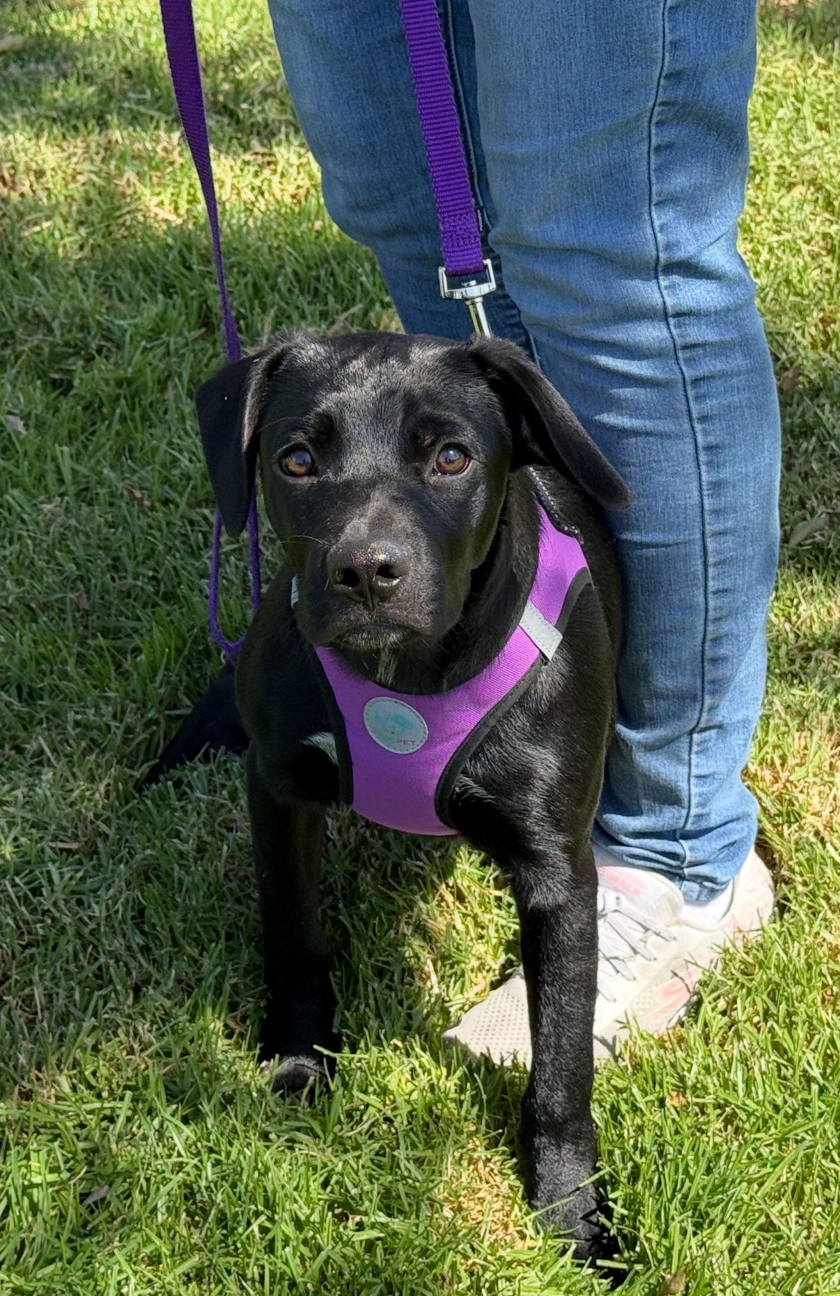 Enlarge Bagel, a Adoptable Labrador Retriever in Capistrano Beach, CA image 2/3