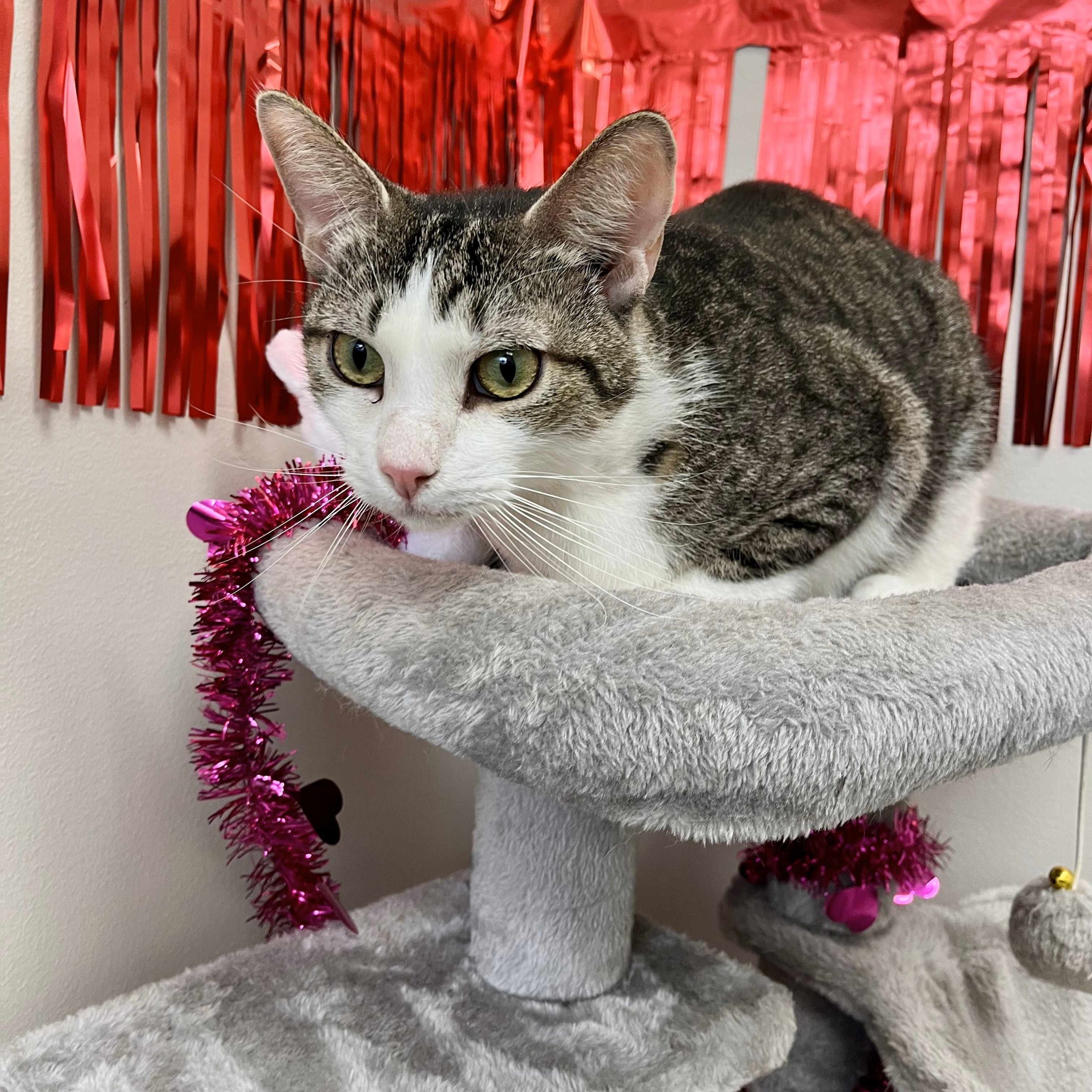 Siptah — thumbnail 4