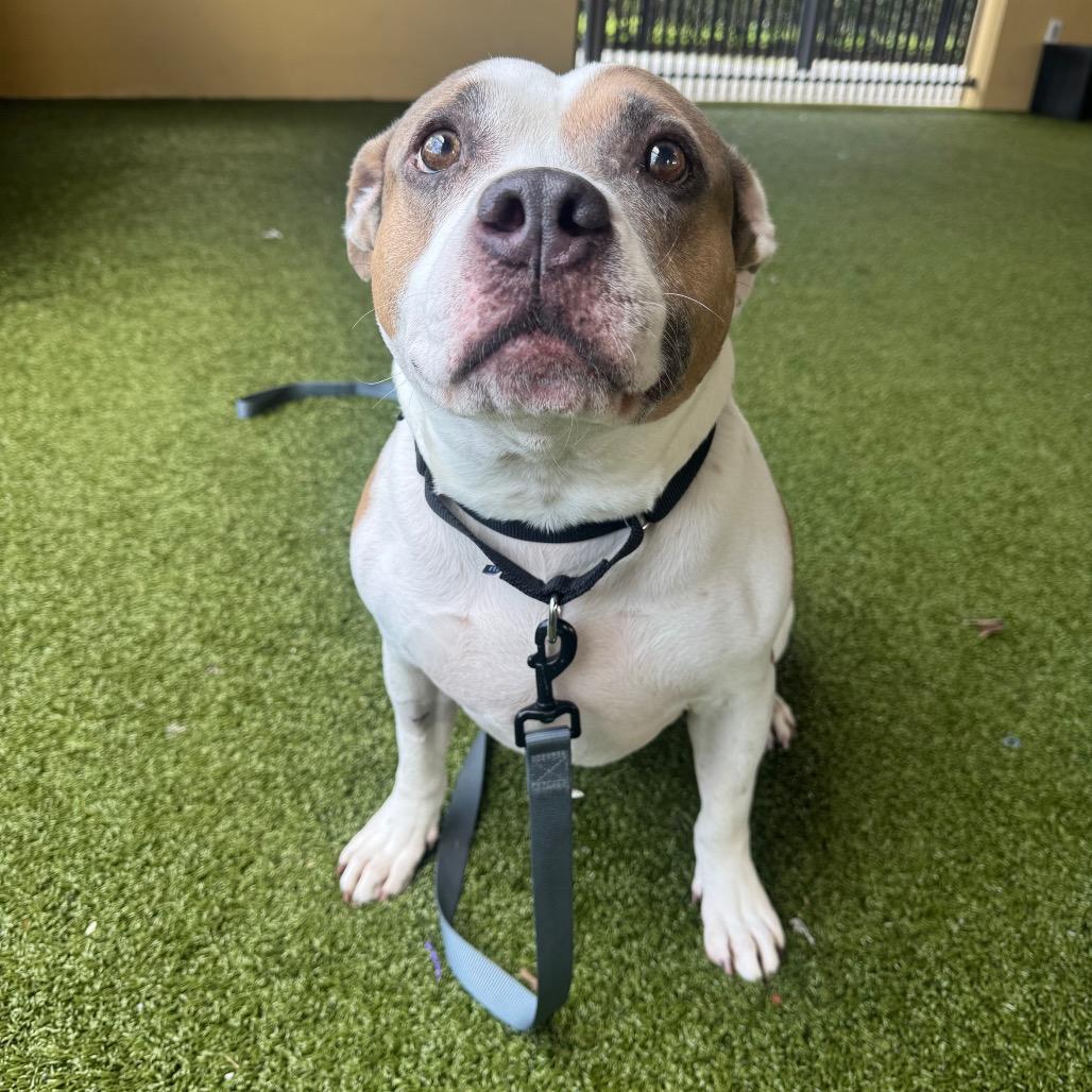Enlarge Watson, a Adoptable American Bulldog in West Palm Beach, FL image 1/3