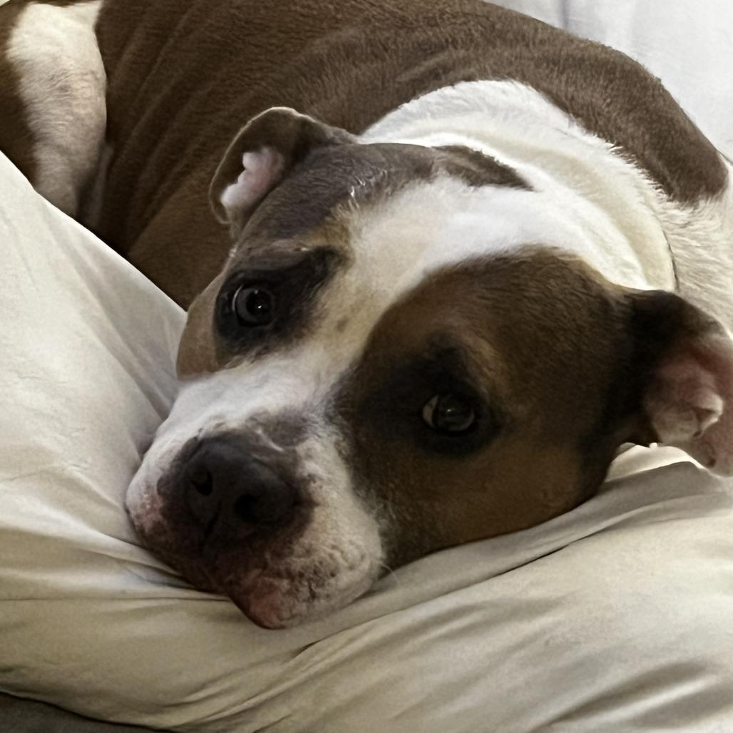 Enlarge Watson, a Adoptable American Bulldog in West Palm Beach, FL image 2/3