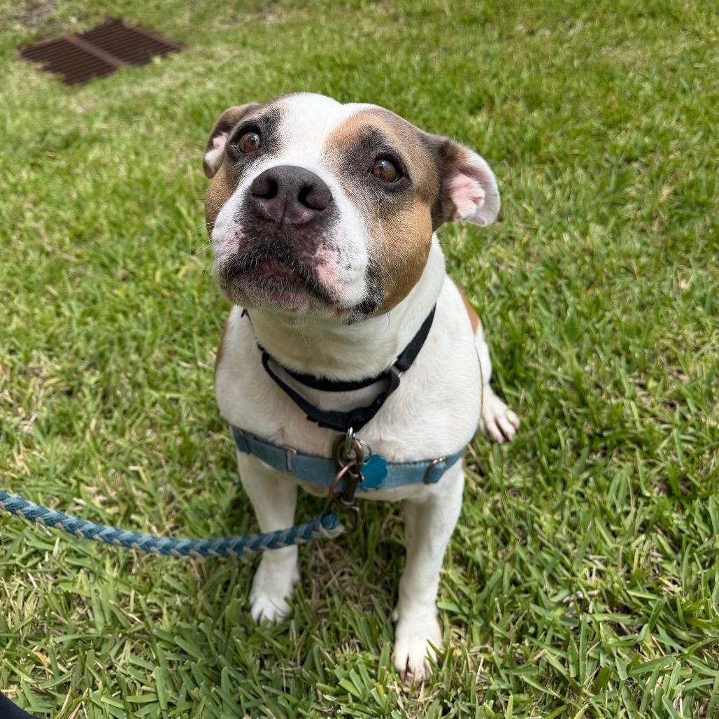 Enlarge Watson, a Adoptable American Bulldog in West Palm Beach, FL image 3/6