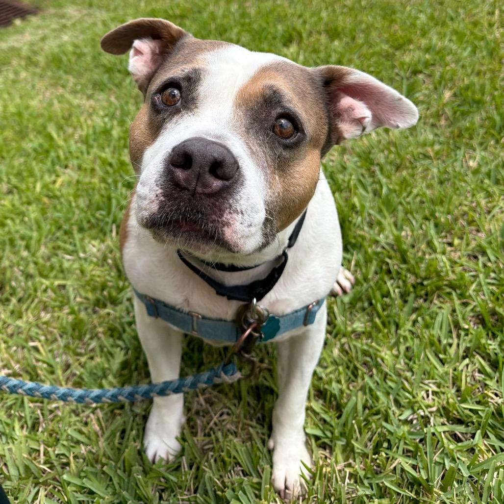 Enlarge Watson, a Adoptable American Bulldog in West Palm Beach, FL image 4/6