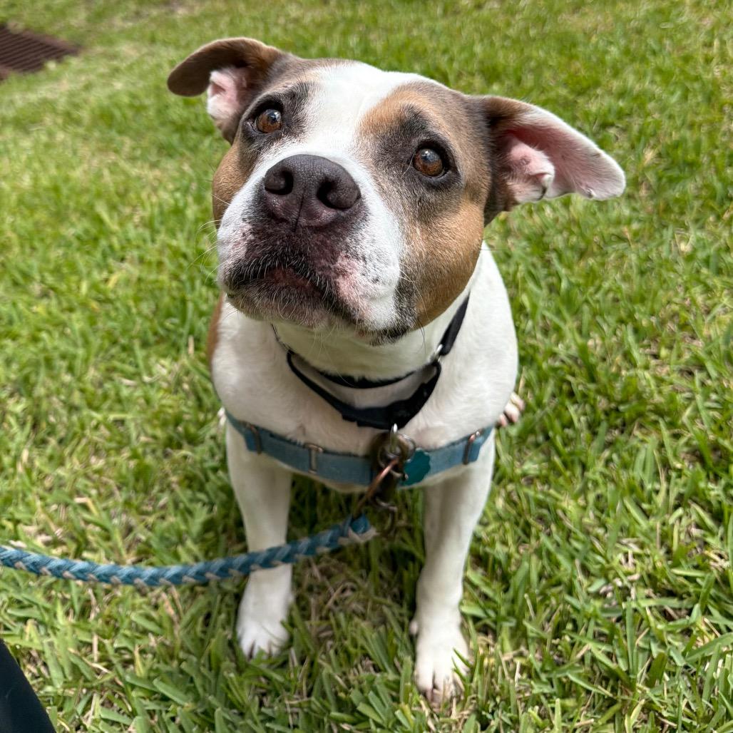 Enlarge Watson, a Adoptable American Bulldog in West Palm Beach, FL image 5/6