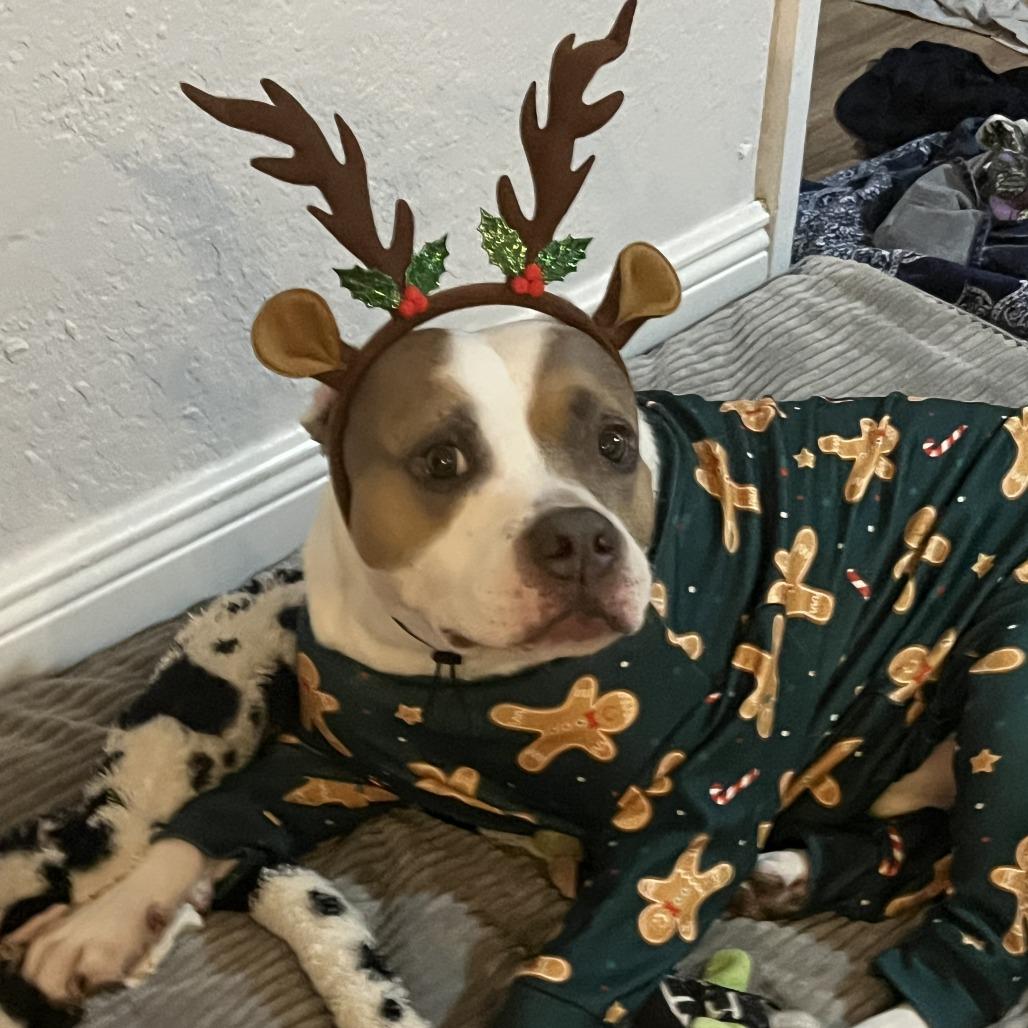 Enlarge Watson, a Adoptable American Bulldog in West Palm Beach, FL image 3/3