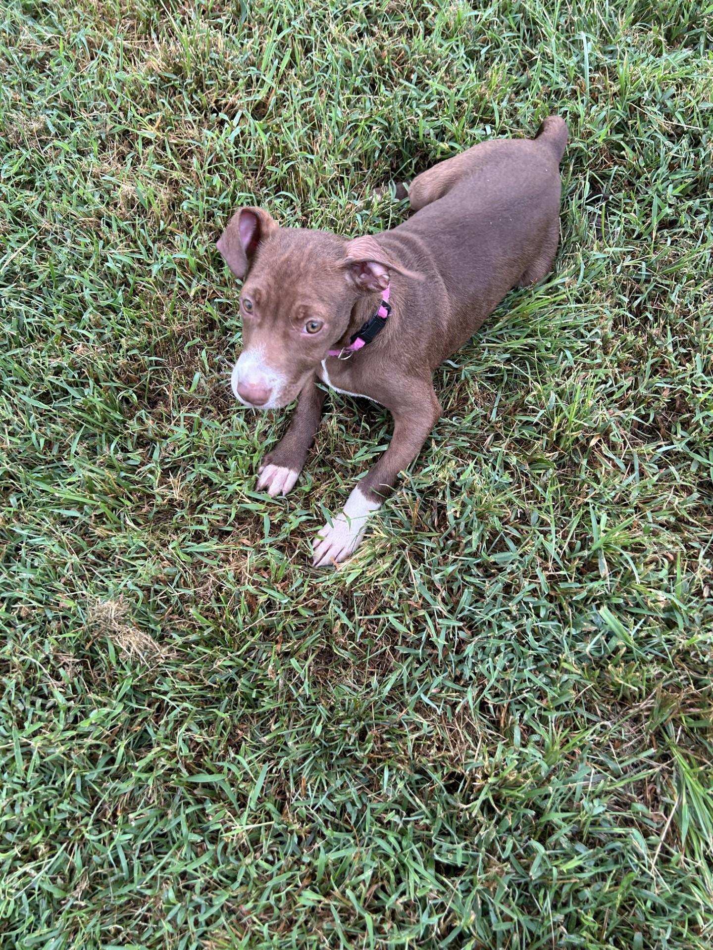 Freda Mae, adopted, Puppy Female German Shorthaired Pointer.