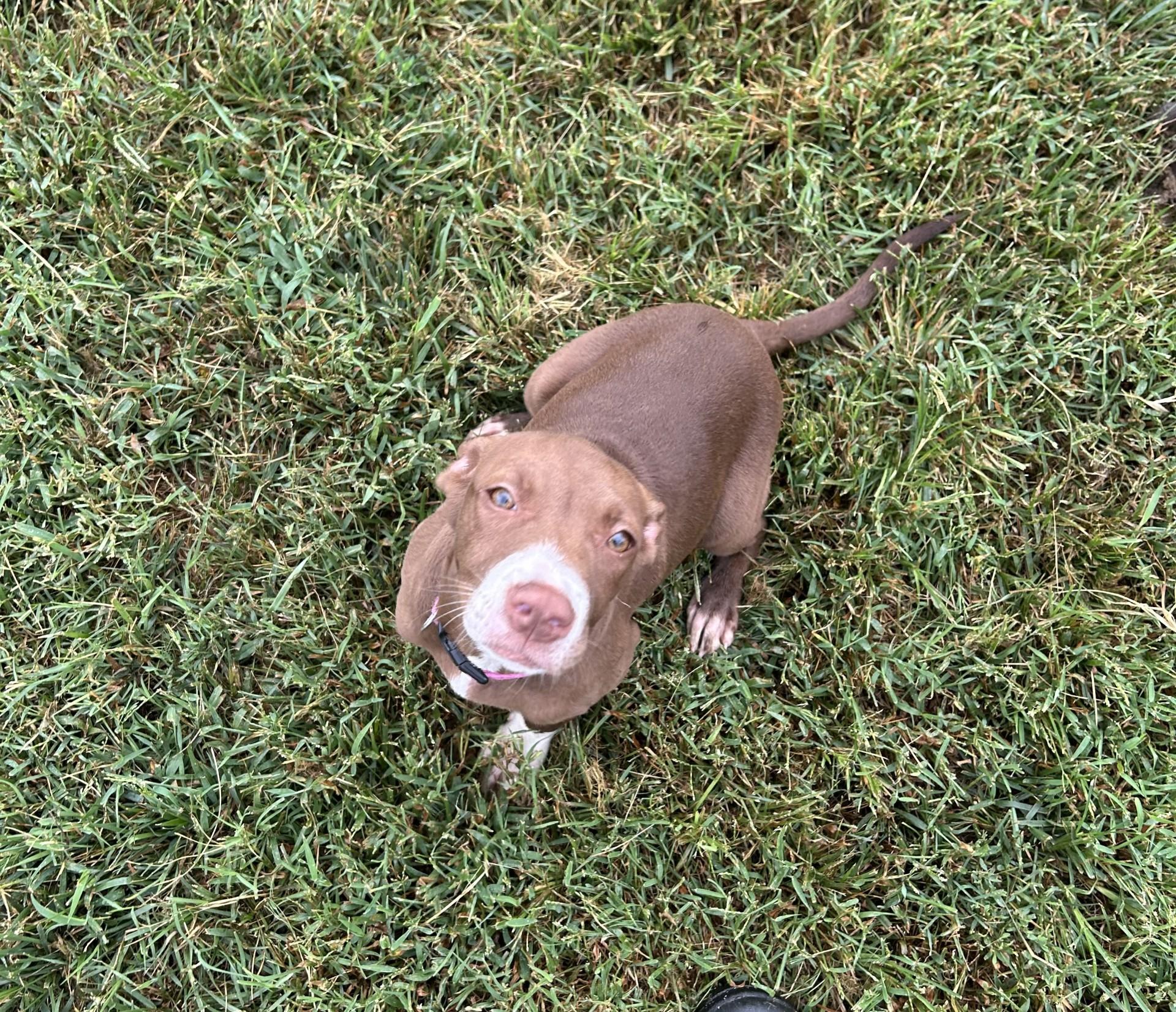 Freda Mae, an adopted mixed breed in North Kansas City, MO image 2/4
