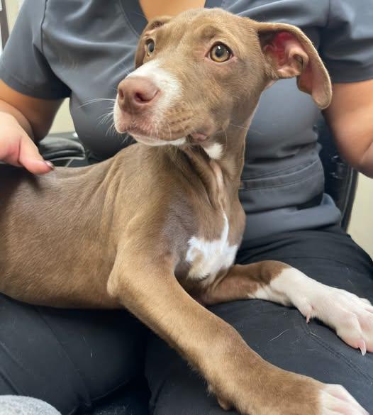 Freda Mae, an adopted mixed breed in North Kansas City, MO image 3/4