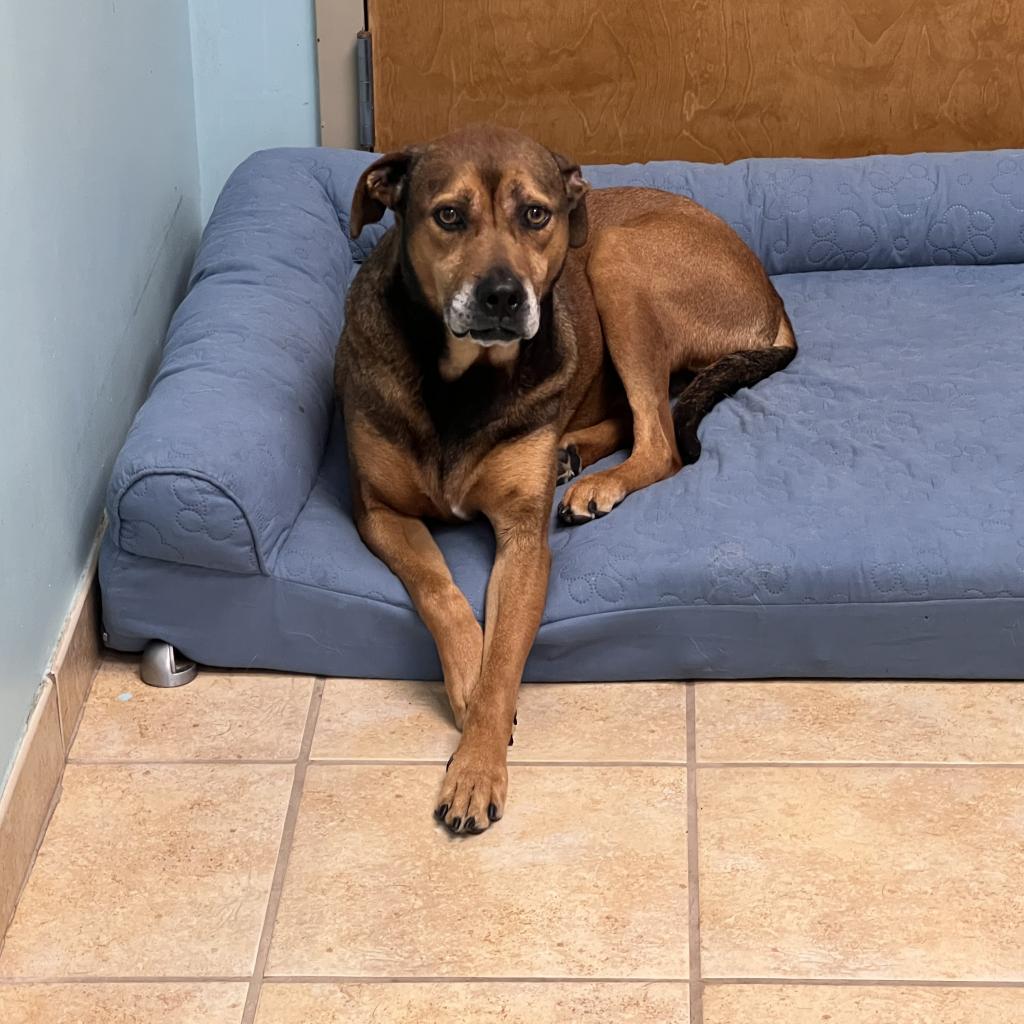 Lincoln, Adoptable, Senior Male Shepherd & Labrador Retriever.