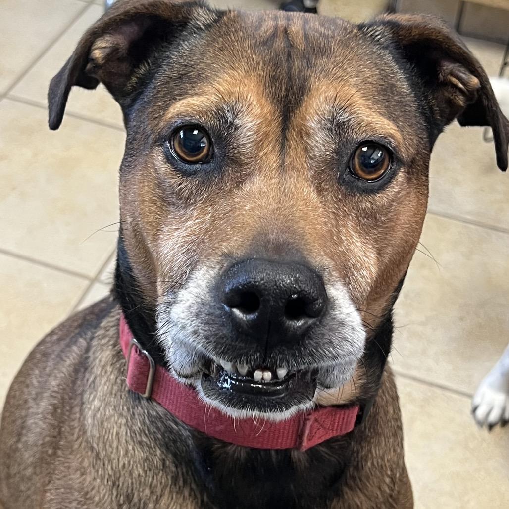 Enlarge Lincoln, a Adoptable mixed breed in Columbus, GA image 2/2