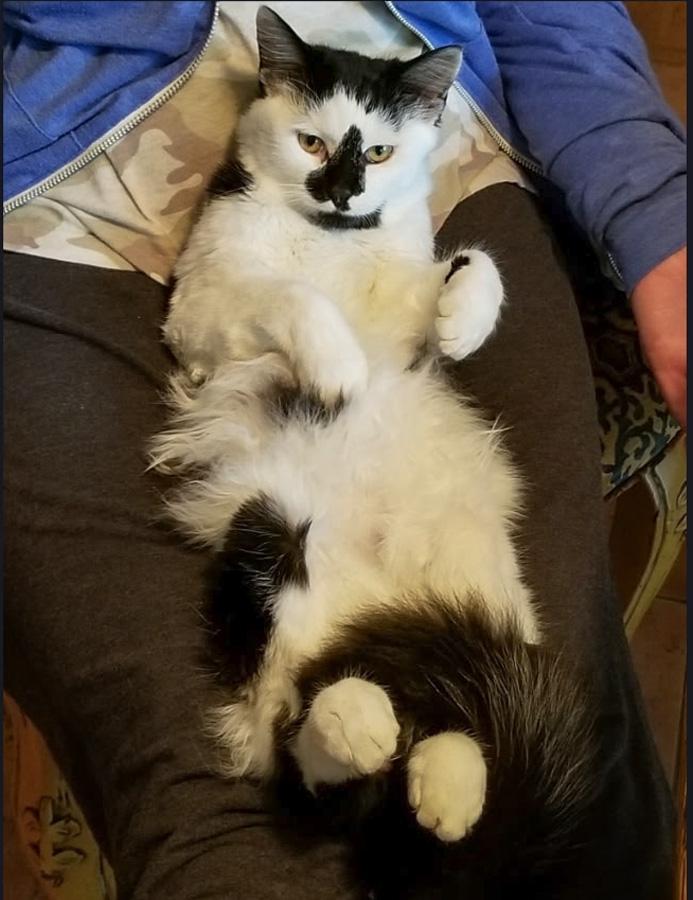 Harry, ADOPTABLE, Young Male Domestic Medium Hair.