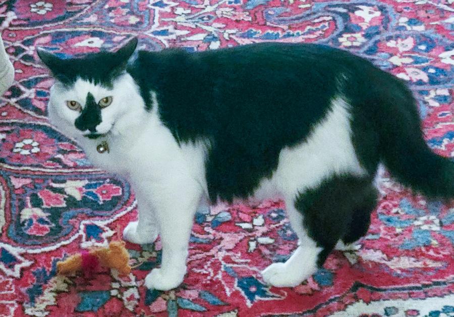 Harry, a ADOPTABLE Domestic Medium Hair in Elmwood Park, NJ image 2/2