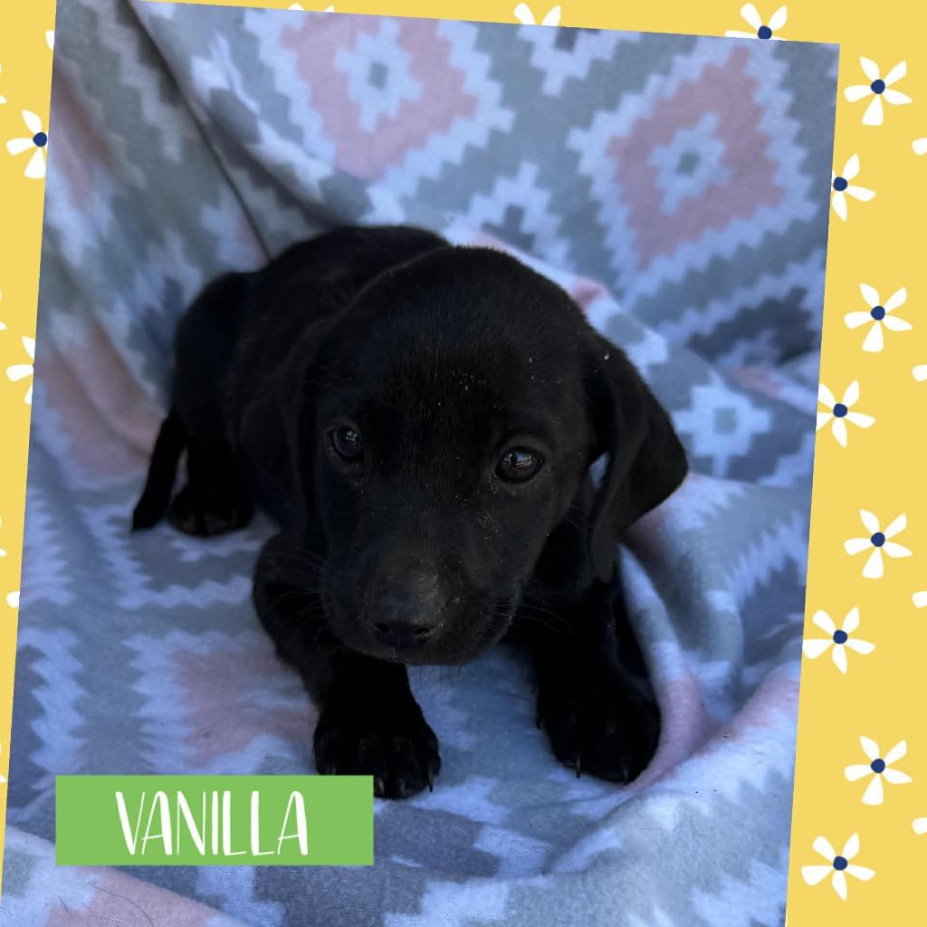 Vanilla, a Adoptable mixed breed in Orlando, FL image 1/2