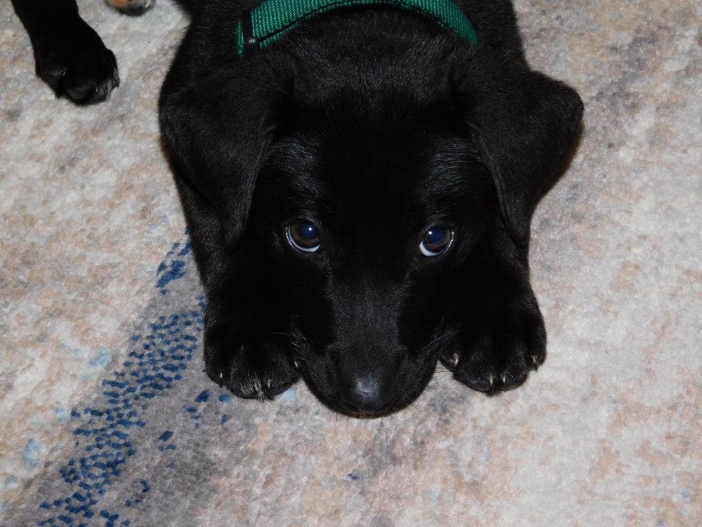 Vanilla, a Adoptable mixed breed in Orlando, FL image 2/2