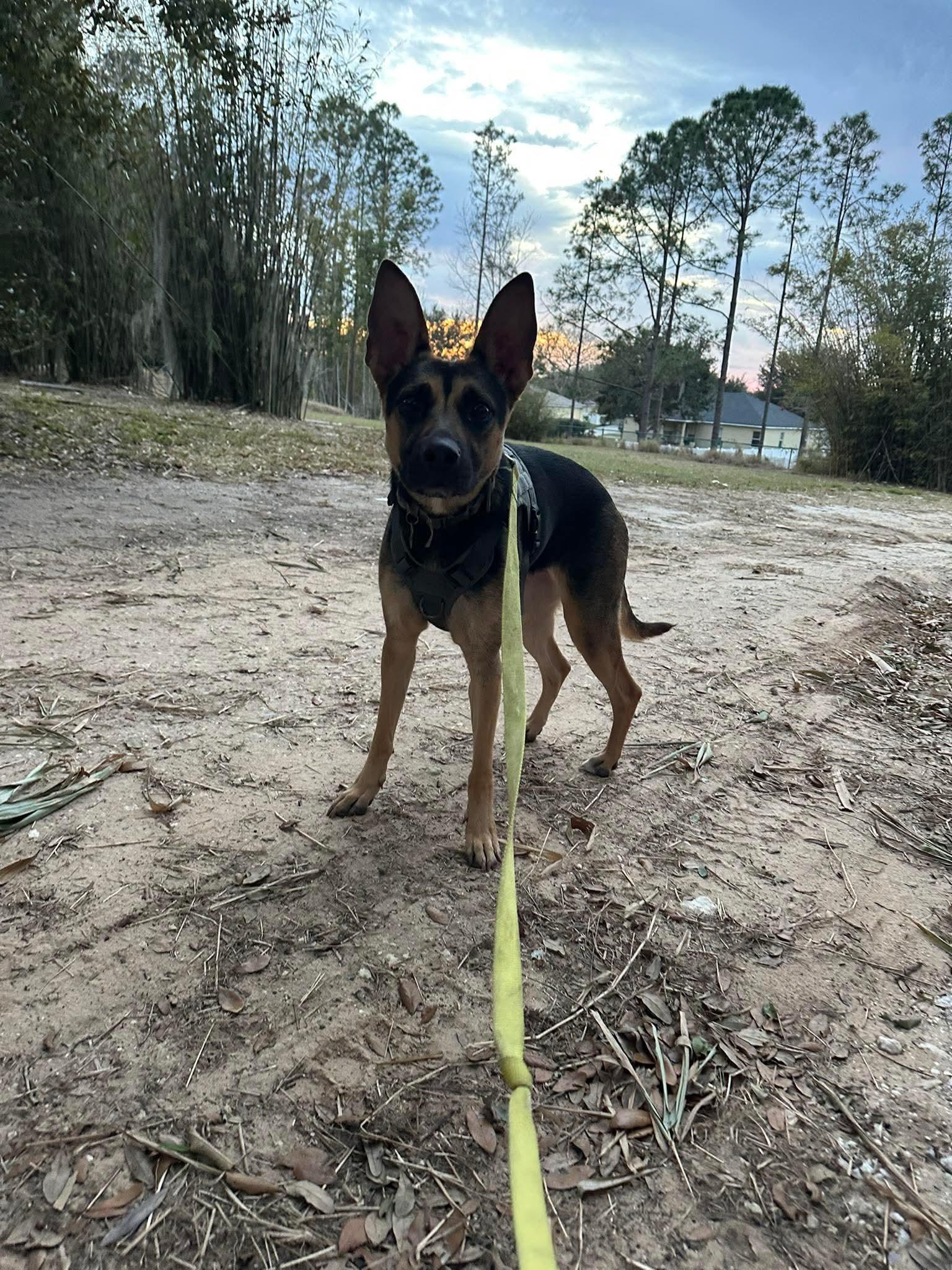 Enlarge Sammy, an adopted mixed breed in Clermont, FL image 3/4