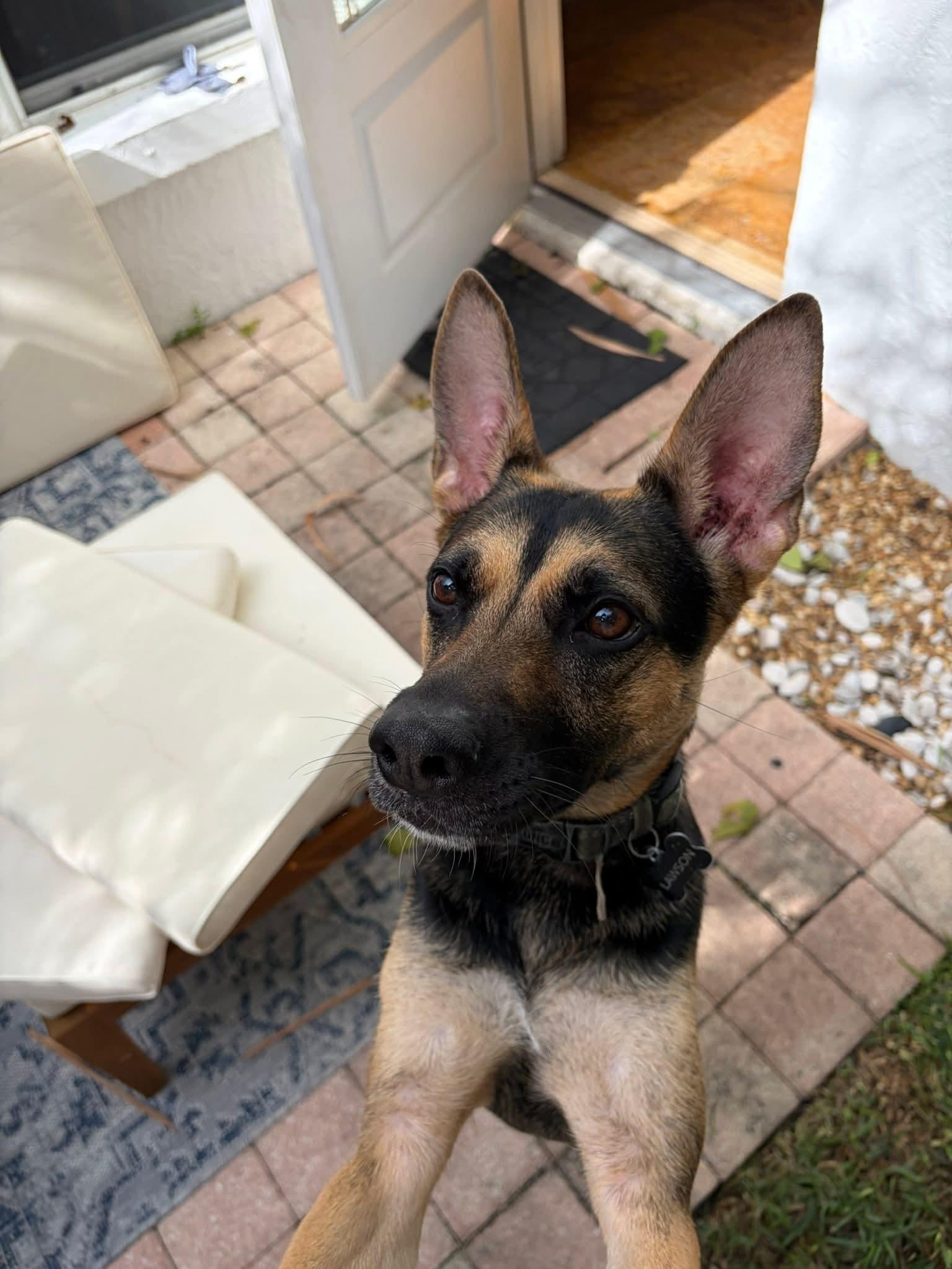 Sammy, ADOPTABLE, Young Female German Shepherd Dog.