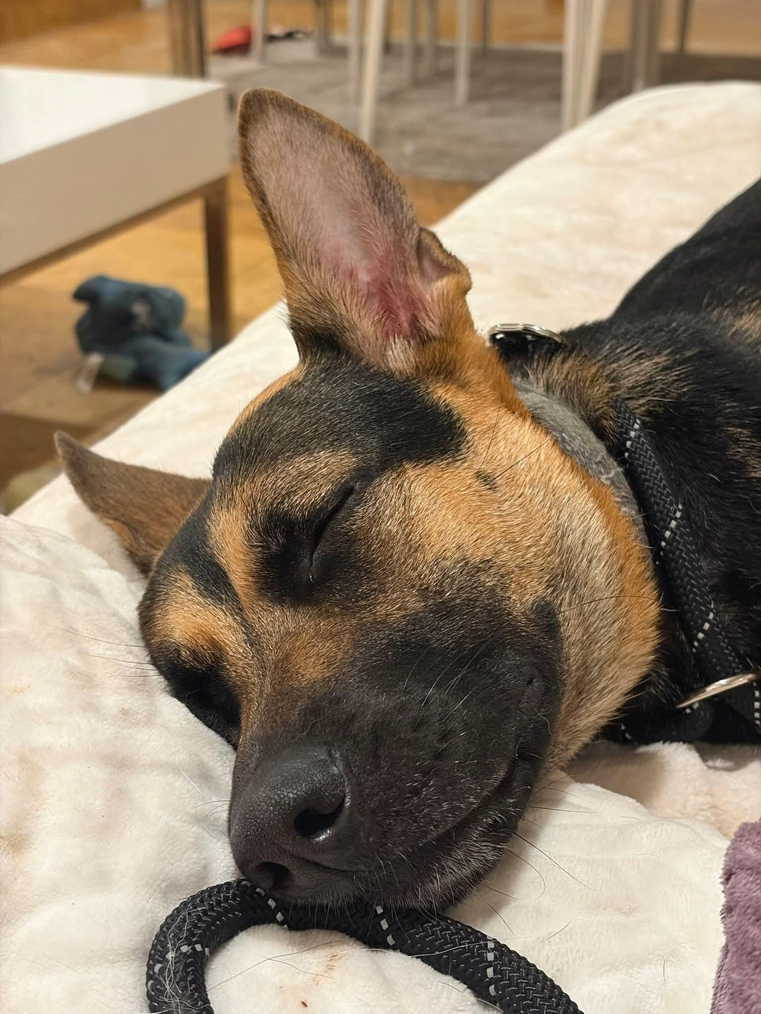 Enlarge Sammy, an adopted mixed breed in Clermont, FL image 2/4