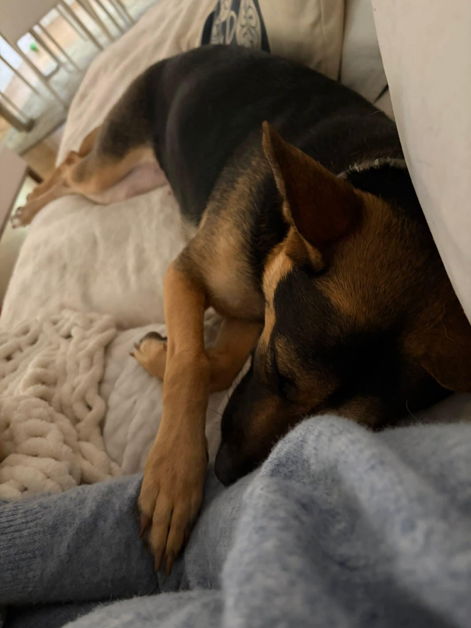 Enlarge Sammy, an adopted mixed breed in Clermont, FL image 4/4