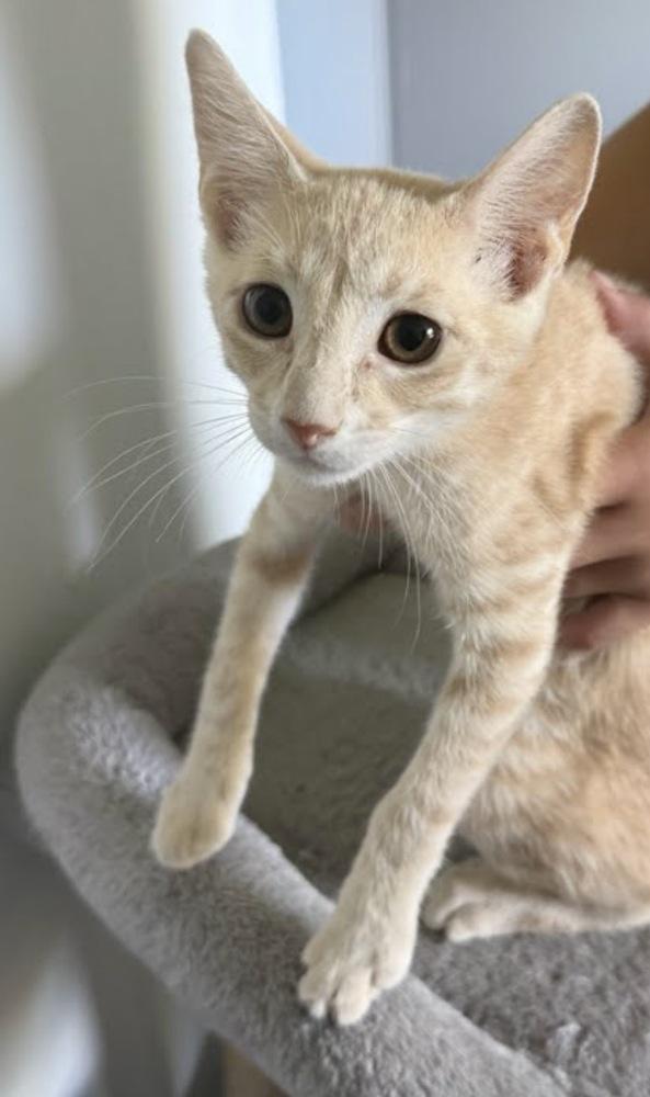 Enlarge Baby Yoda, a Adoptable Domestic Short Hair in Clarksville, TN image 1/2