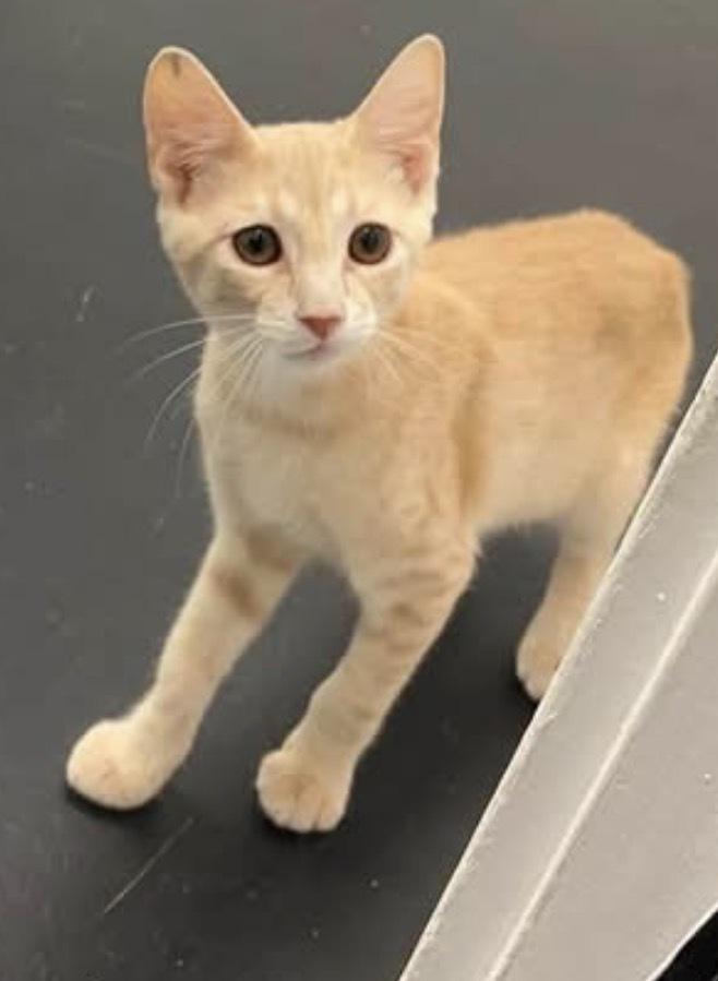 Enlarge Baby Yoda, a Adoptable Domestic Short Hair in Clarksville, TN image 2/2