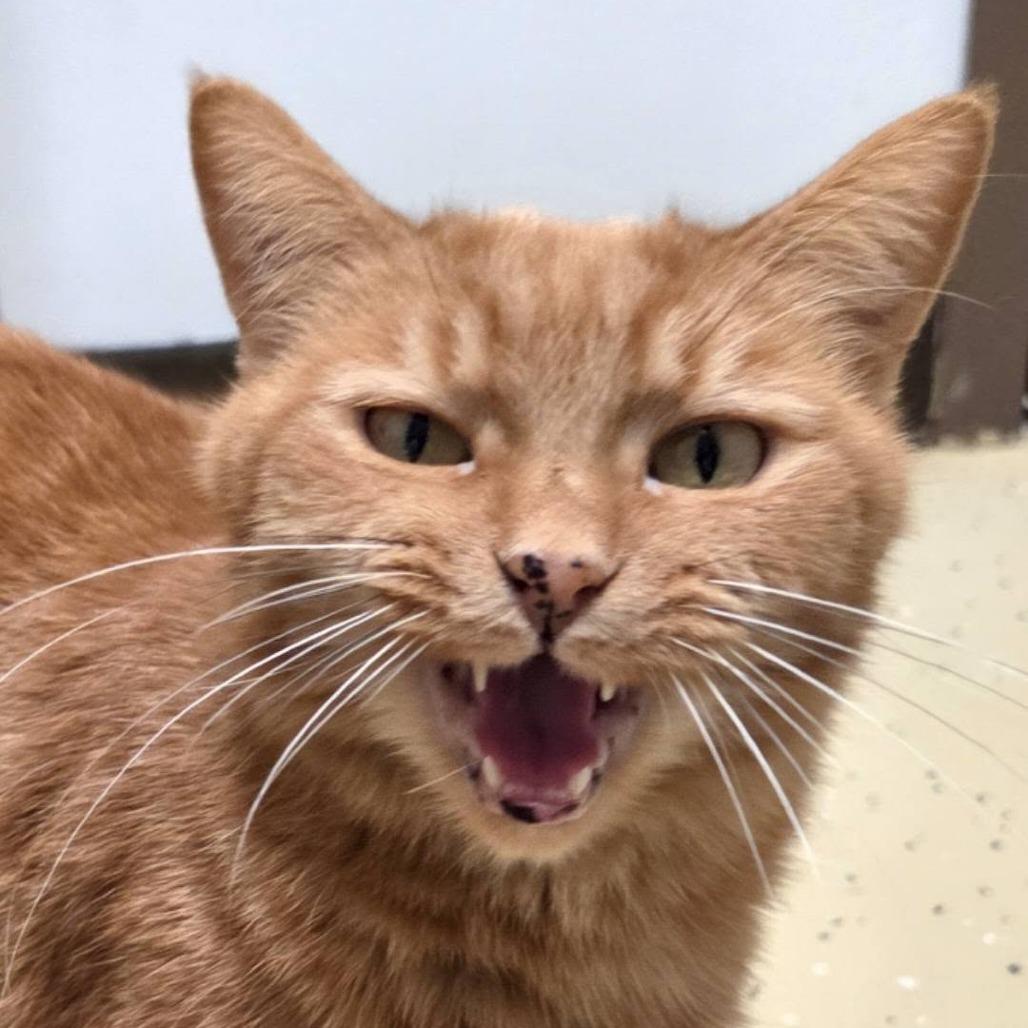 Lady Elowyn Floof--In Foster, Adoptable, Adult Female Domestic Short Hair.