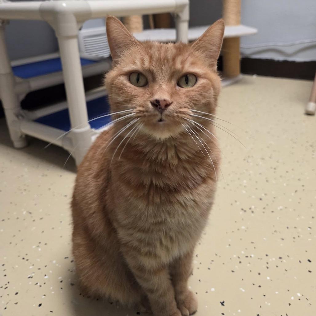 Enlarge Lady Elowyn Floof--In Foster, a Adoptable Domestic Short Hair in Fargo, ND image 2/6