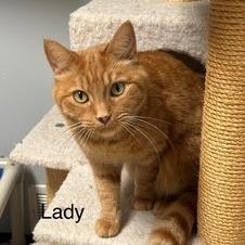 Enlarge Lady Elowyn Floof--In Foster, a Adoptable Domestic Short Hair in Fargo, ND image 3/6