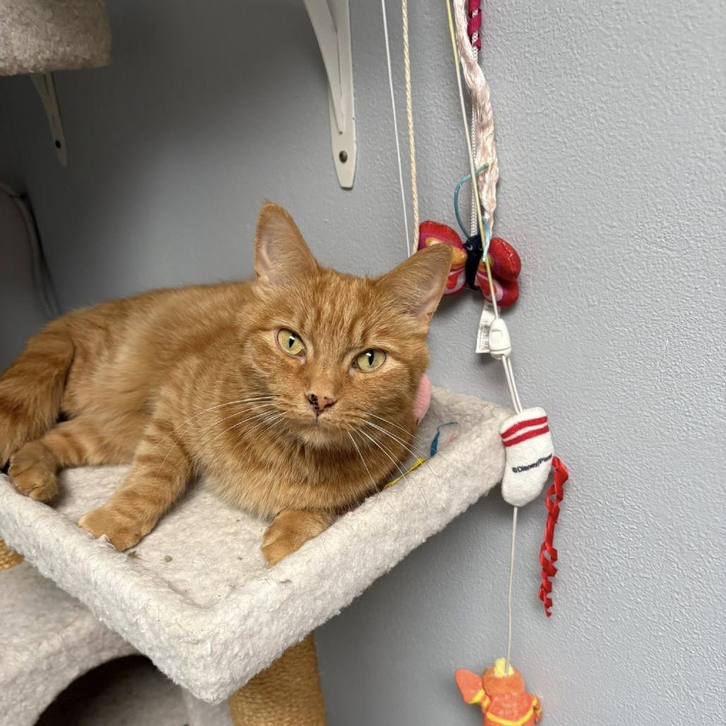 Enlarge Lady Elowyn Floof--In Foster, a Adoptable Domestic Short Hair in Fargo, ND image 5/6