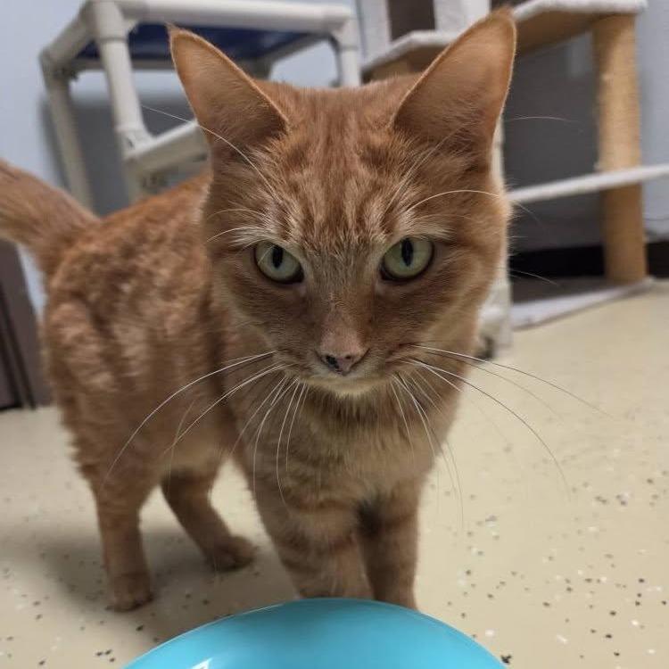Enlarge Lady Elowyn Floof--In Foster, a Adoptable Domestic Short Hair in Fargo, ND image 6/6