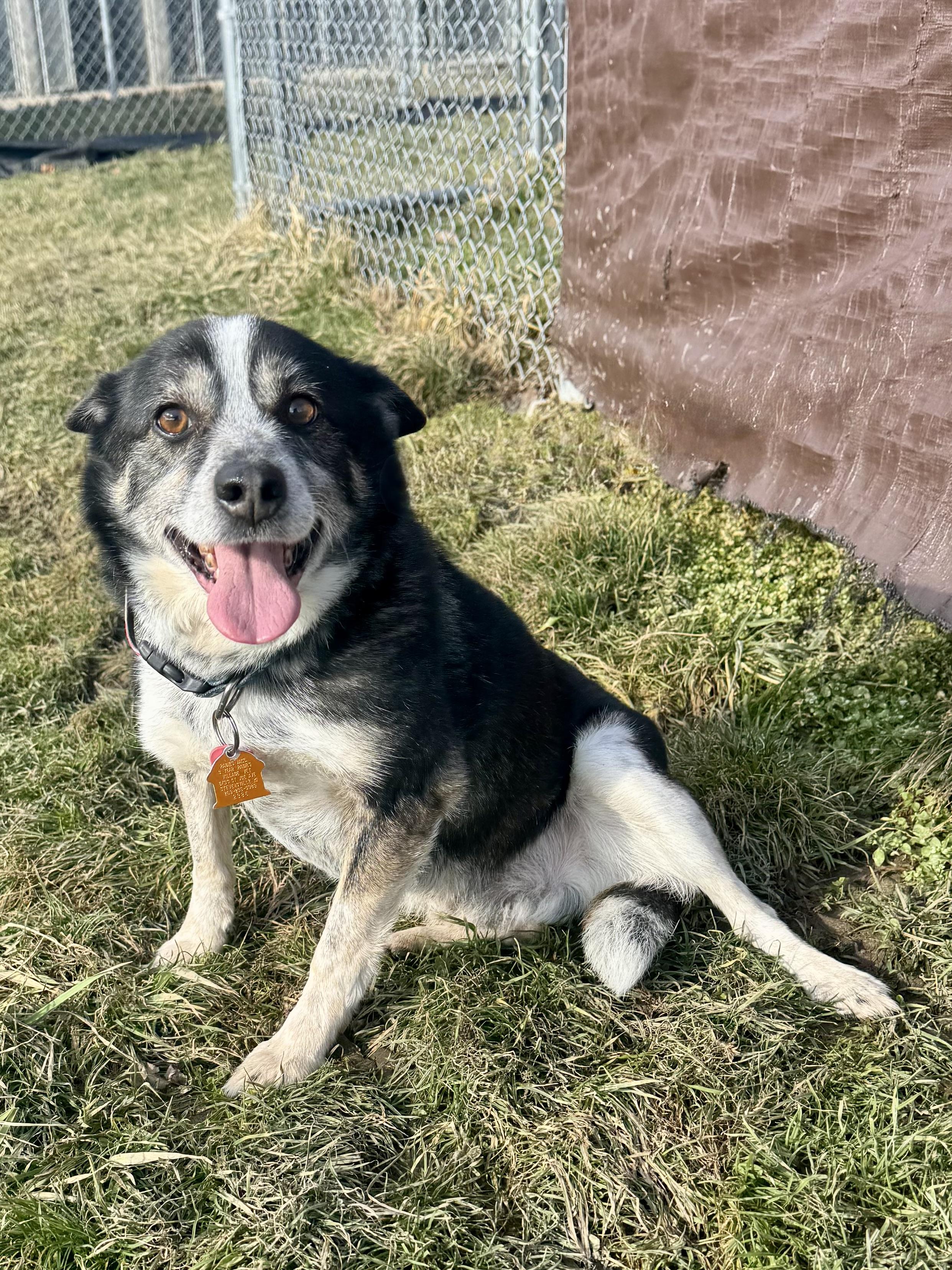 cody, ADOPTABLE, Senior Male Cattle Dog & Corgi.