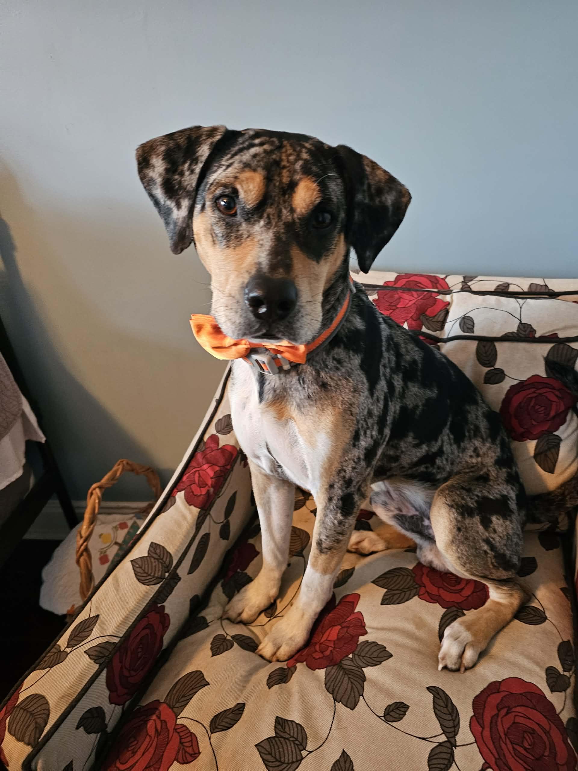 Moses, an adopted mixed breed in Luttrell, TN image 2/2