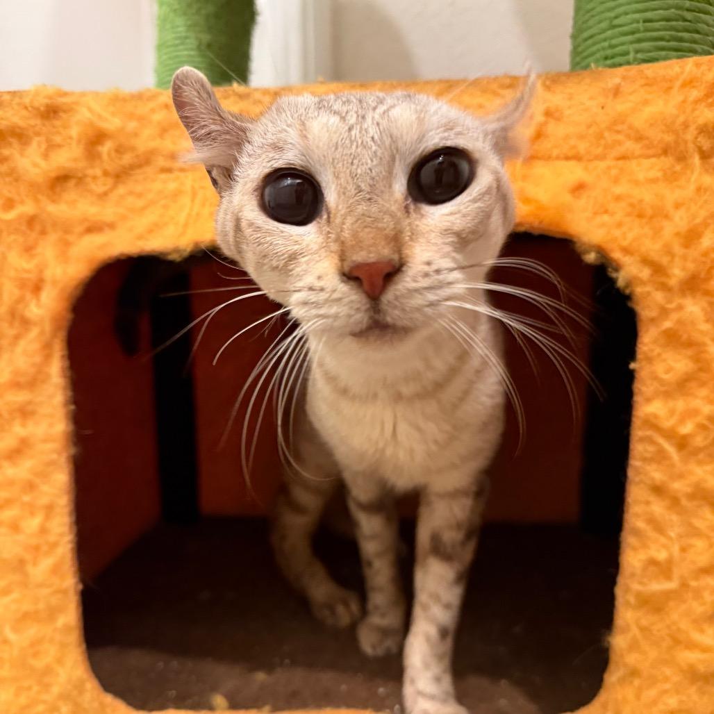 Cream Puff, adopted, Adult Female American Curl.