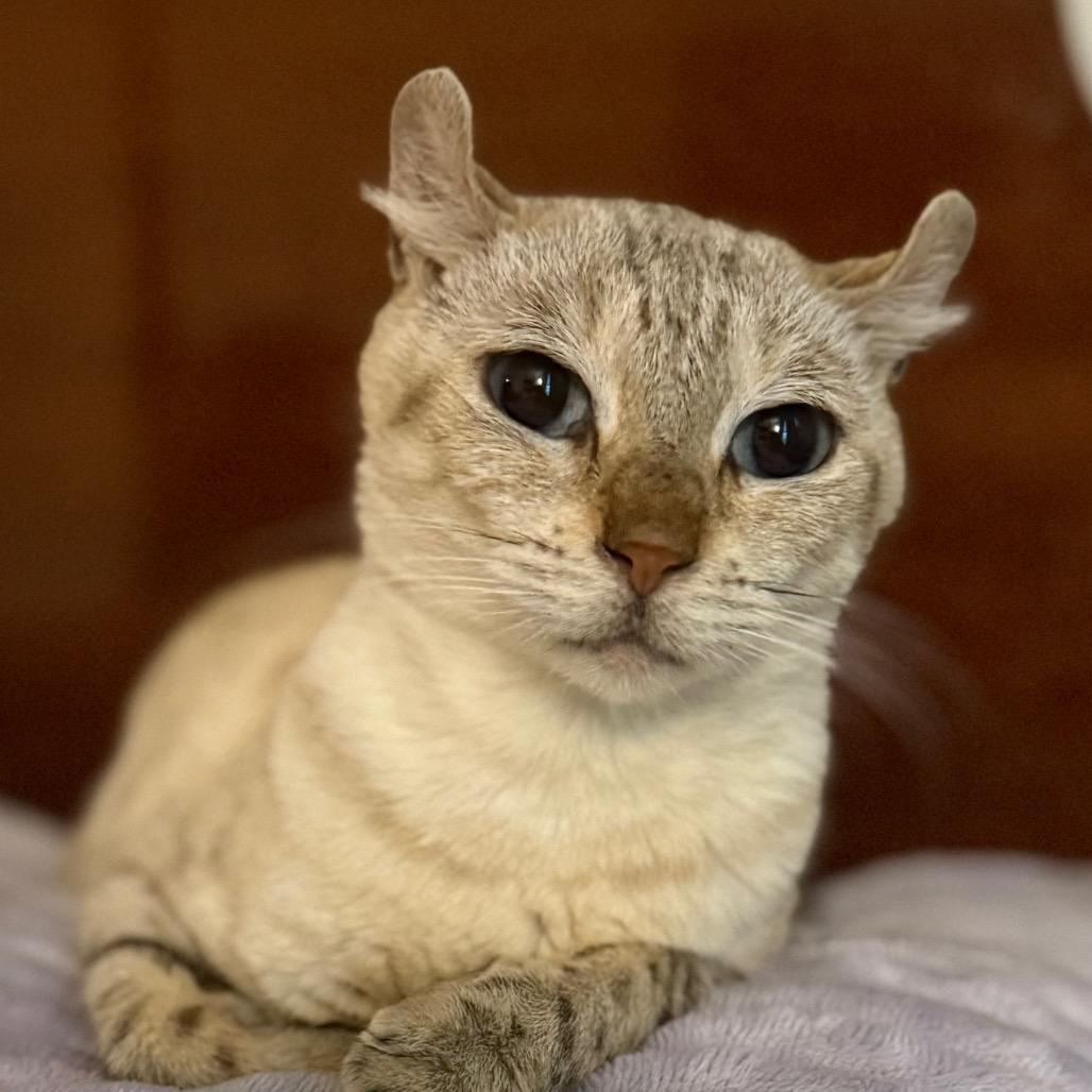 Enlarge Cream Puff, an adopted mixed breed in Daphne, AL image 2/3
