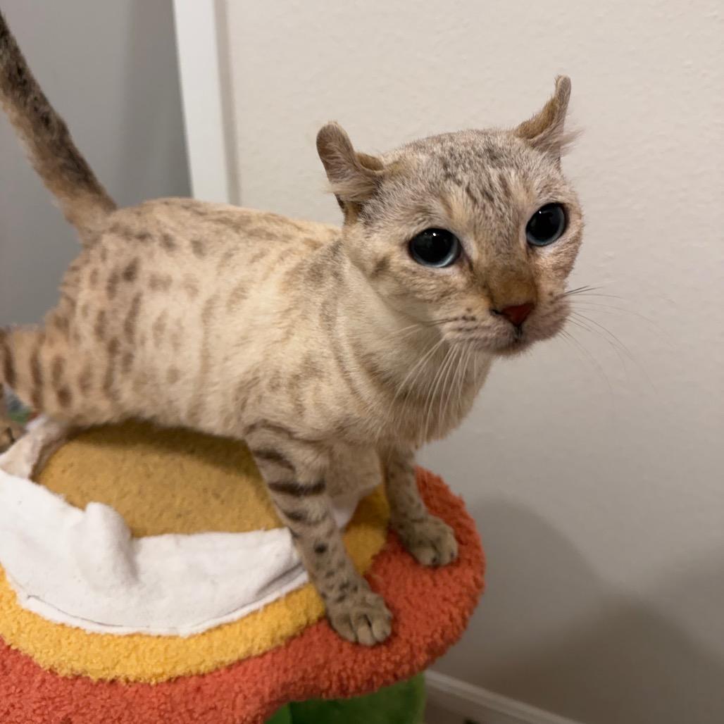 Enlarge Cream Puff, an adopted mixed breed in Daphne, AL image 3/3